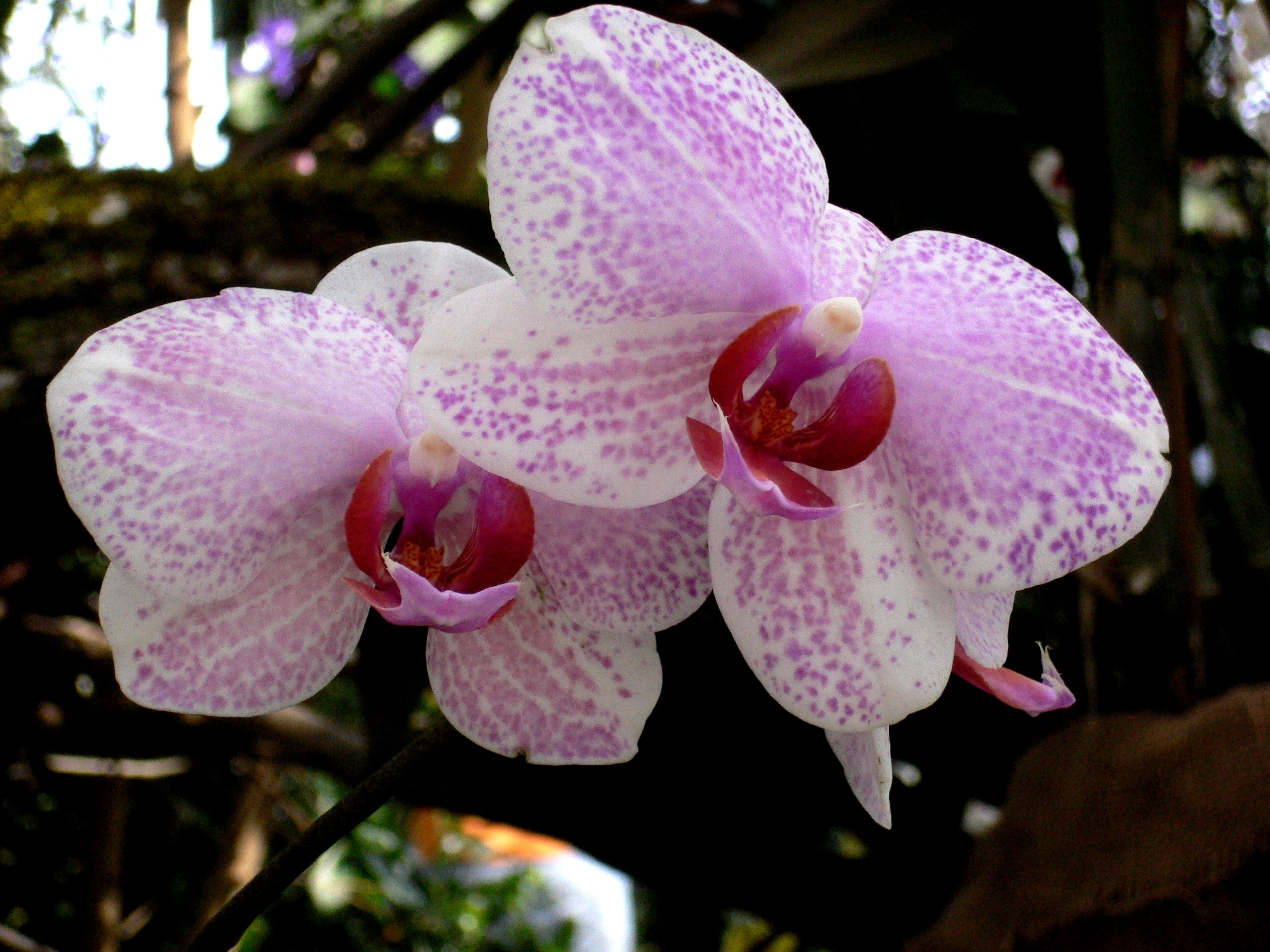 Orchid, Flower, Flowers, Plant, White, flower, pink color