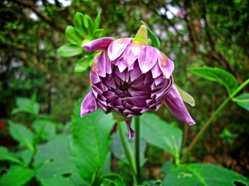 closeup photography of purple flower during daytime preview