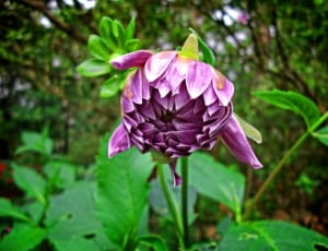 closeup photography of purple flower during daytime thumbnail