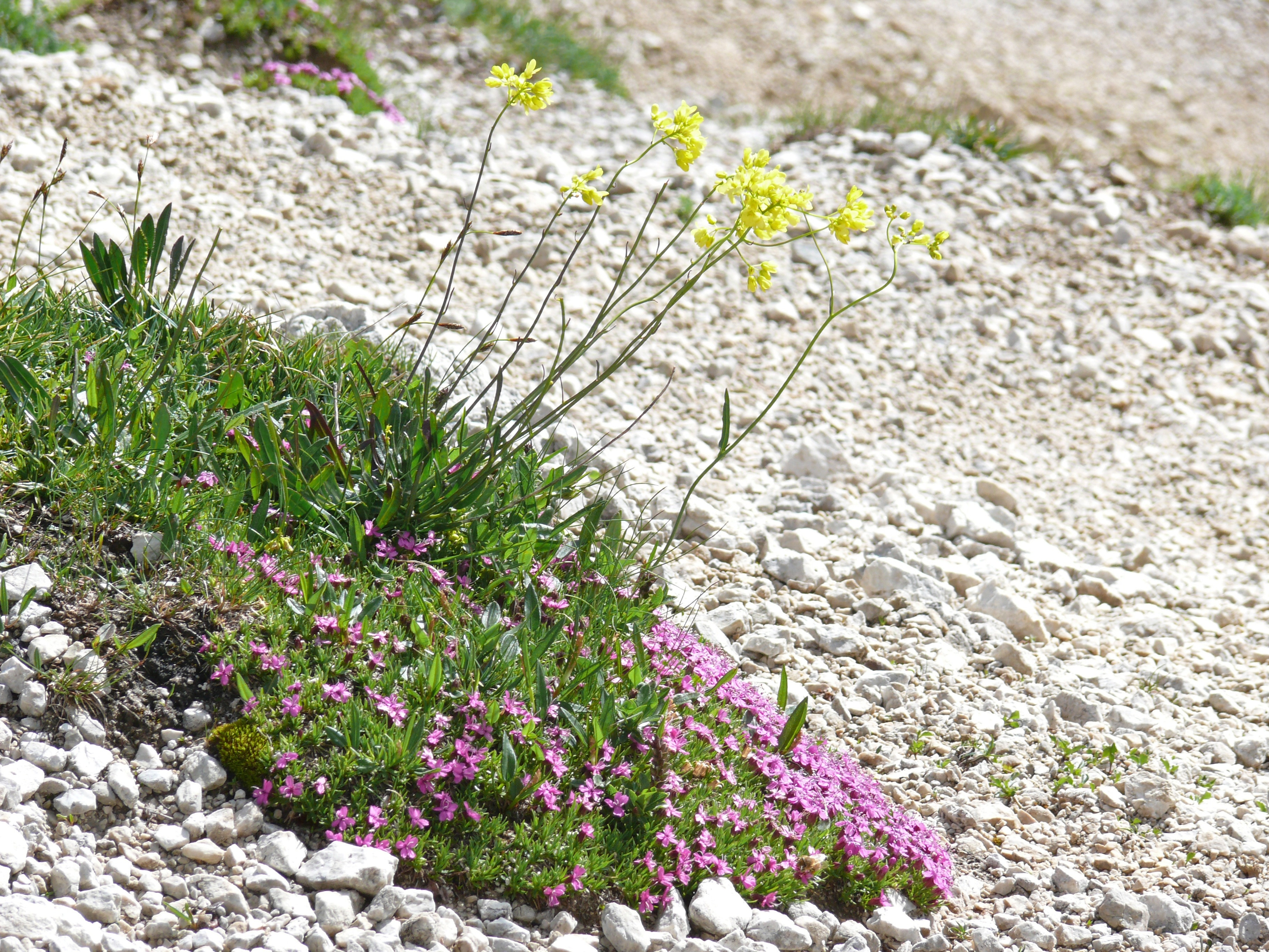 purple flowers;and yellow flowers