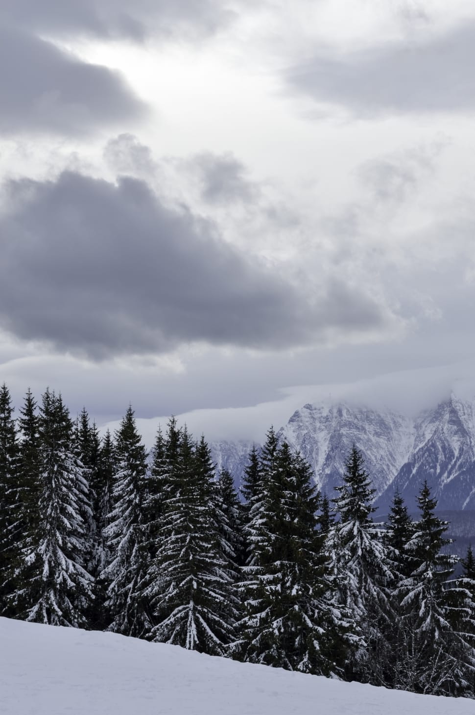 pine trees preview