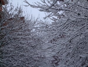 tree branches covered by snow closeup photography thumbnail
