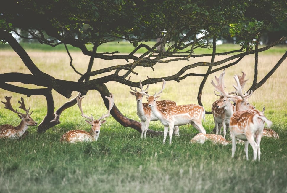 herd of spotted bucks under a tree during daytime preview