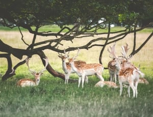 herd of spotted bucks under a tree during daytime thumbnail