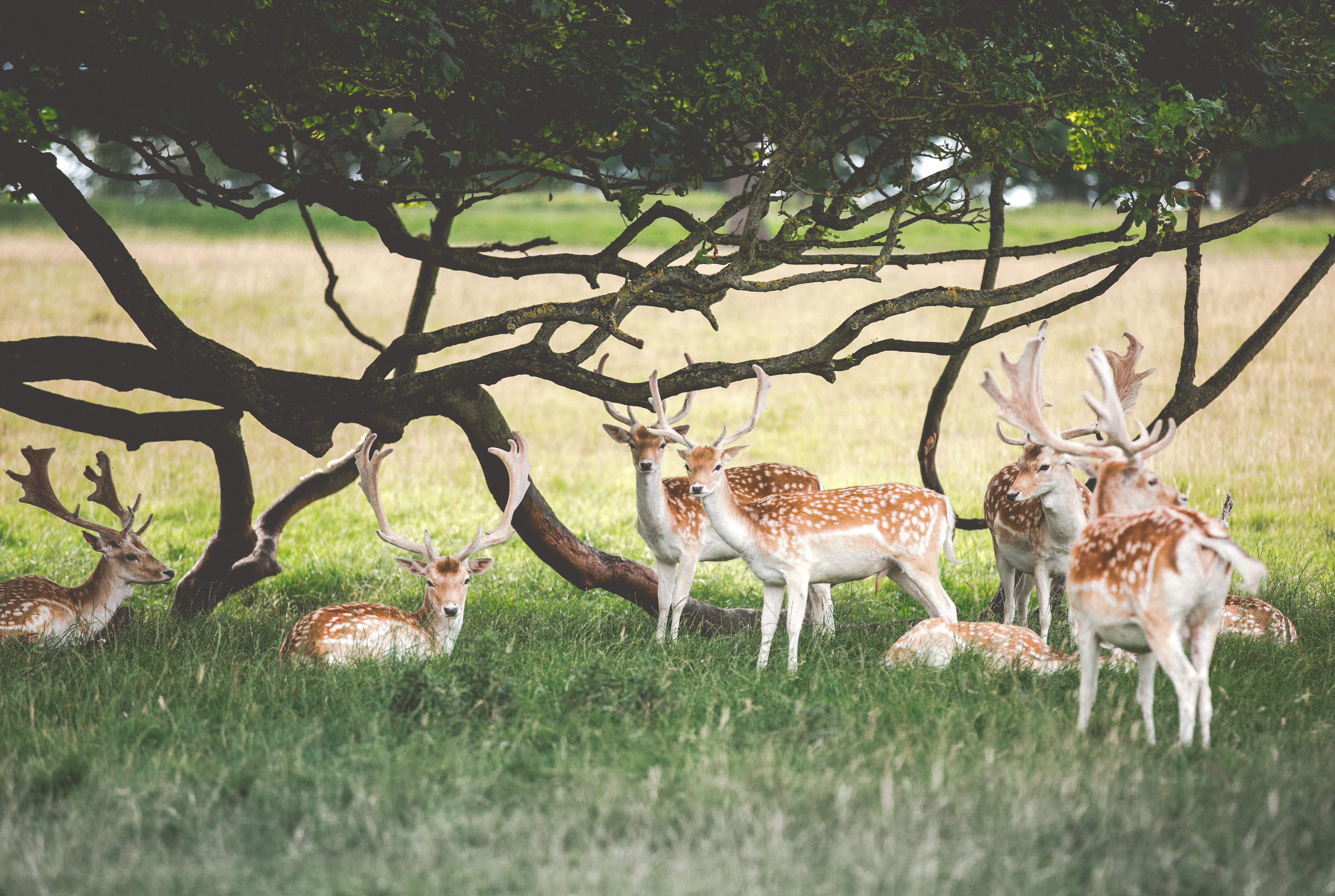 herd of spotted bucks under a tree during daytime