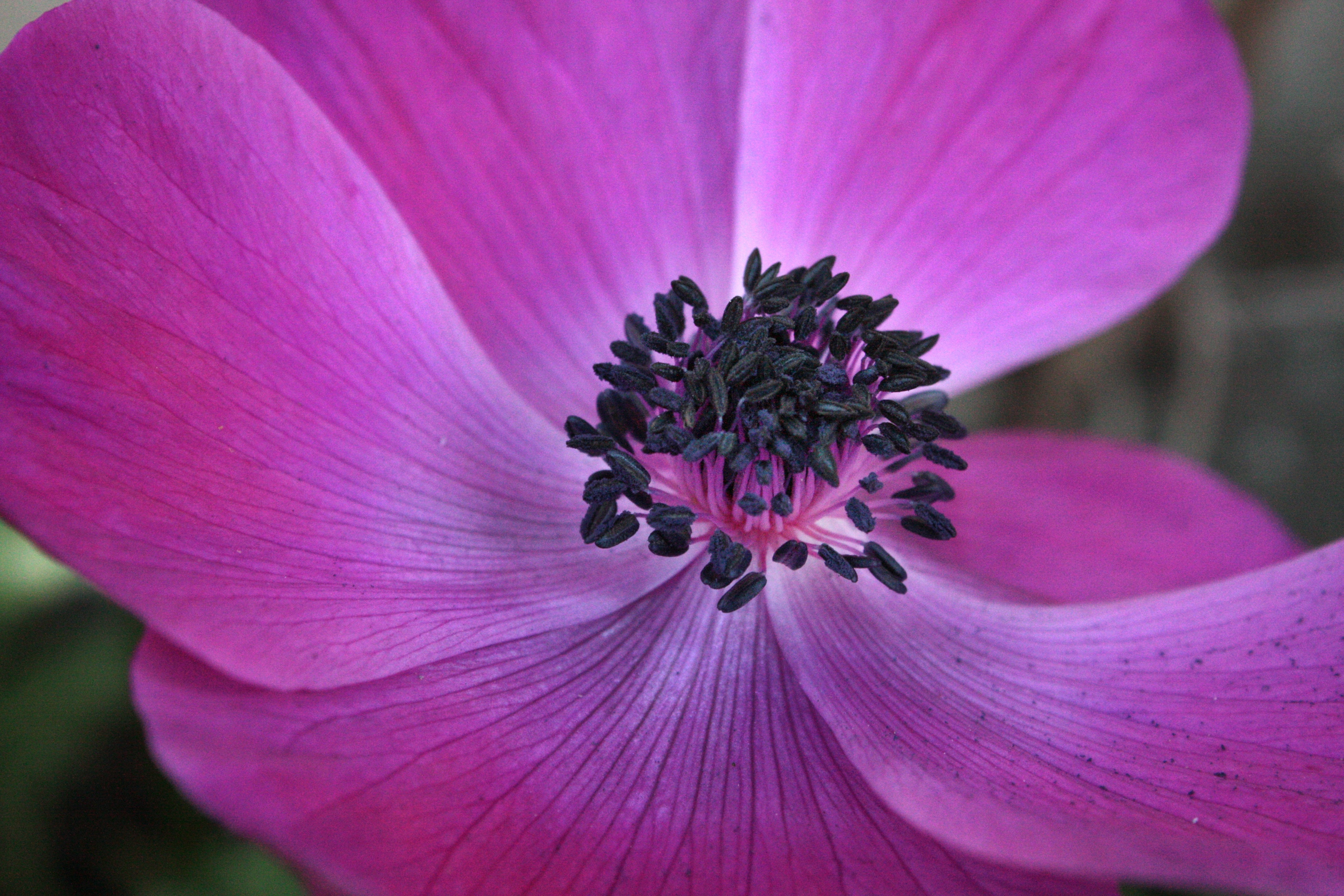 purple broad petaled flower