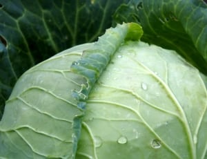cabbage thumbnail