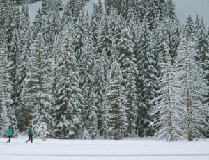two person walking on snow near pine trees thumbnail