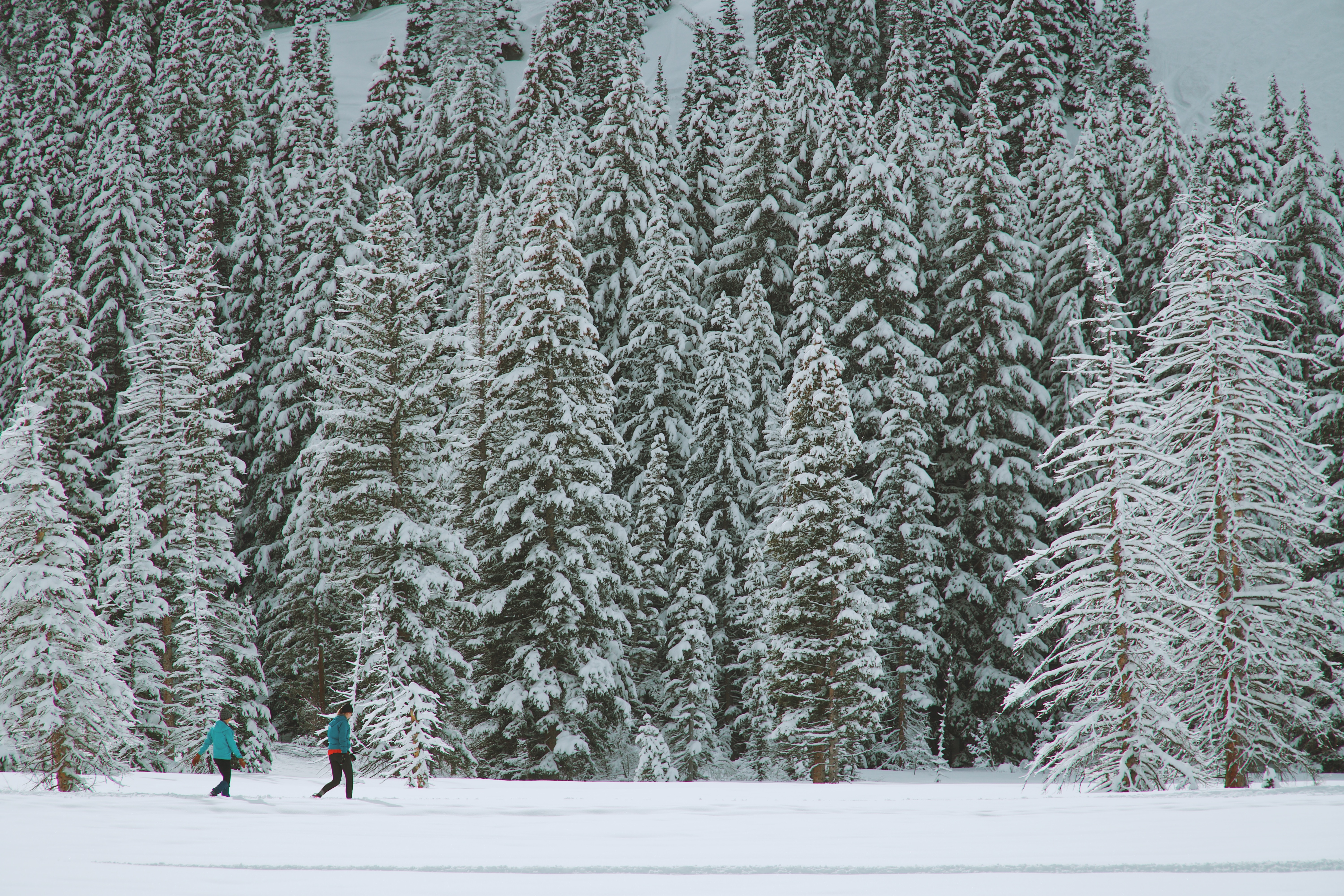 two person walking on snow near pine trees