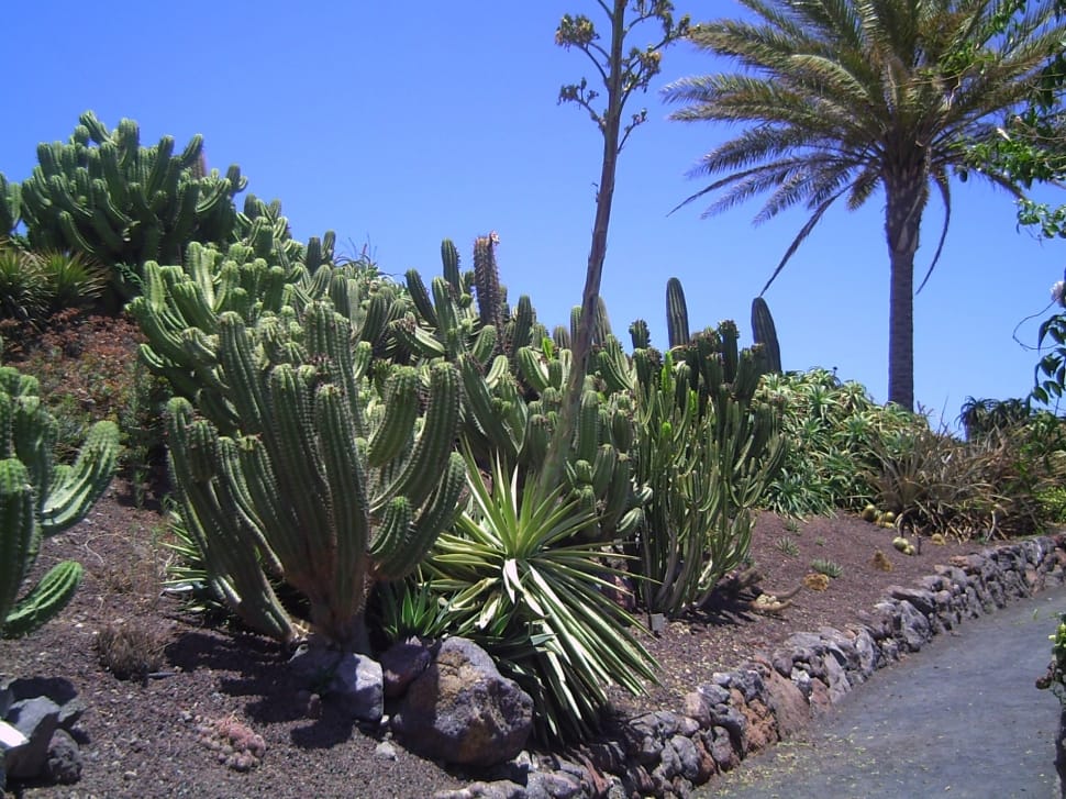 cactus plant lot preview