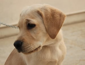 yellow labrador retriever puppy thumbnail