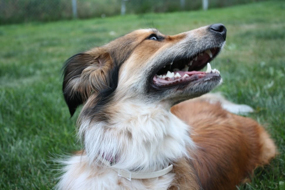 brown and white long haired dog free image | Peakpx