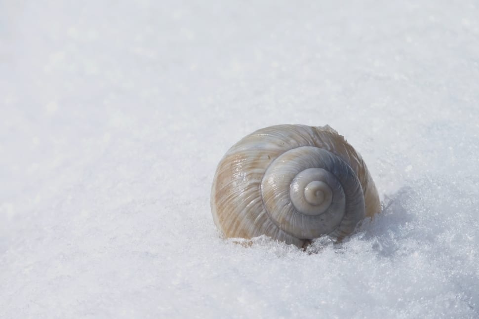 white snail shell preview