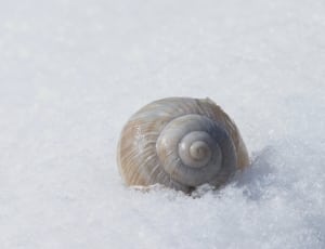 white snail shell thumbnail