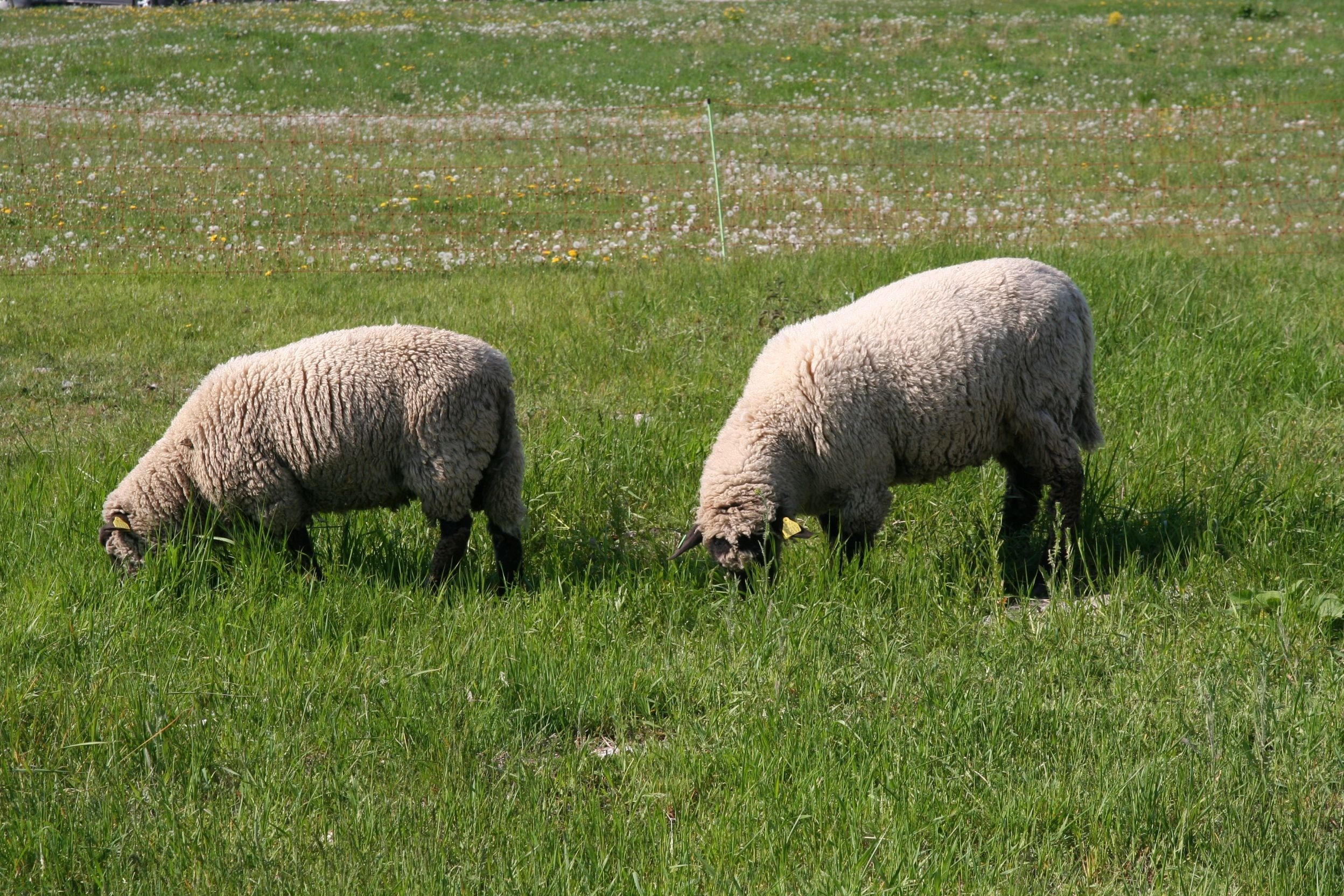 2 white sheep
