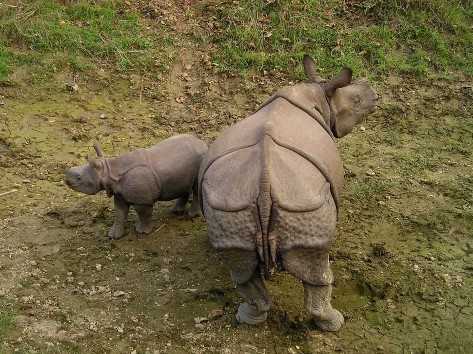 beige rhinoceros preview