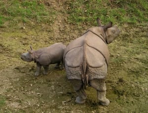 beige rhinoceros thumbnail