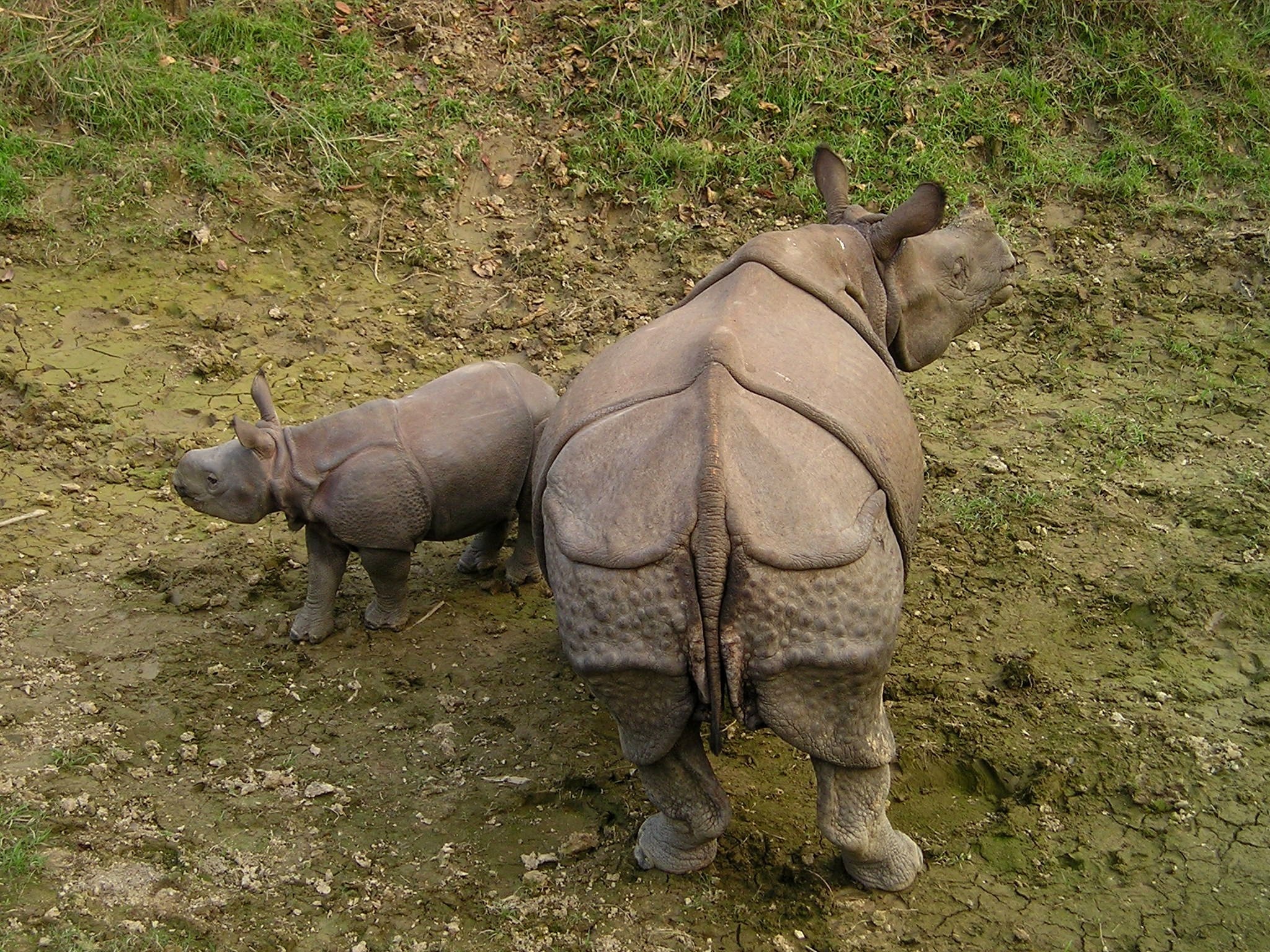 beige rhinoceros