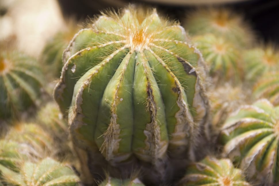 selective photograph of cactus plant preview
