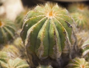 selective photograph of cactus plant thumbnail