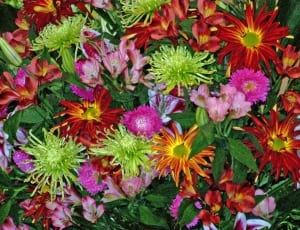 red, green and yellow flowers thumbnail