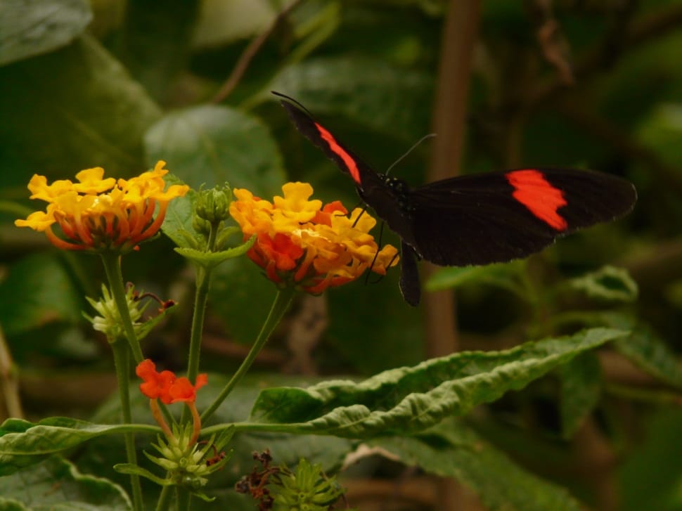black and red longwinged butterfly preview