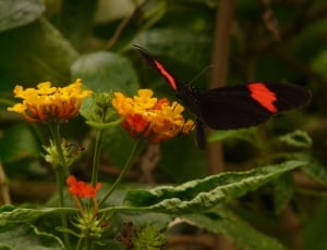 black and red longwinged butterfly thumbnail