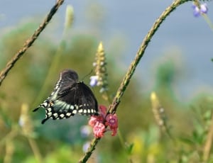 black white and green butterfly thumbnail
