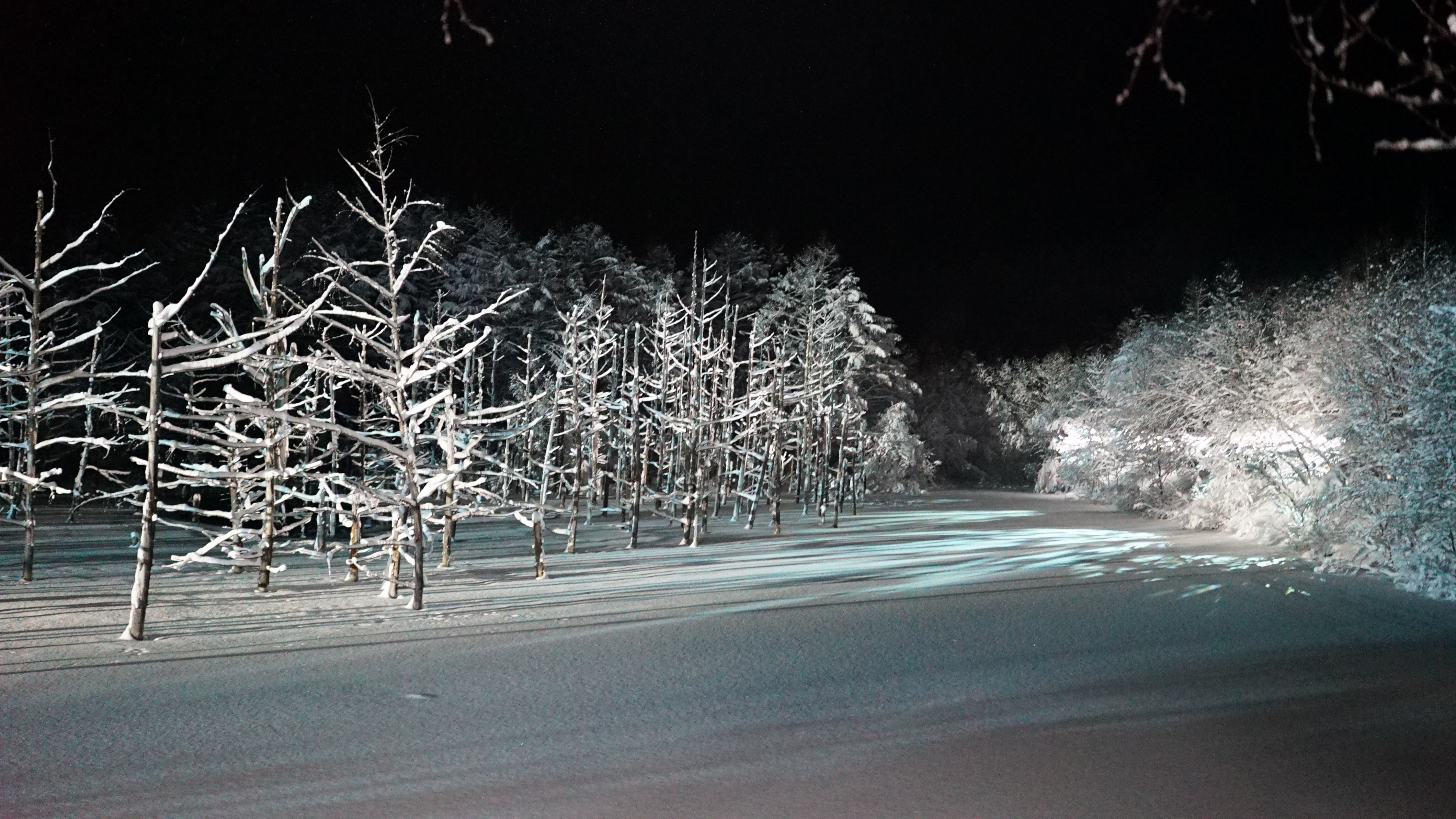 Почему ночью морозит. Мороз ночью. Береза ночью зимой. Деревья во льду ночью. Пейзаж замороженные ночные деревья.