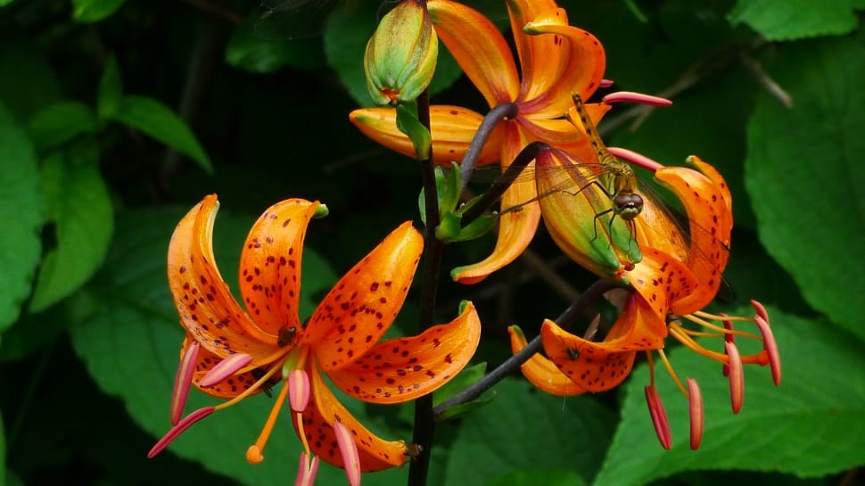 selective focus of orange petaled flower preview