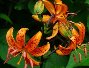selective focus of orange petaled flower thumbnail