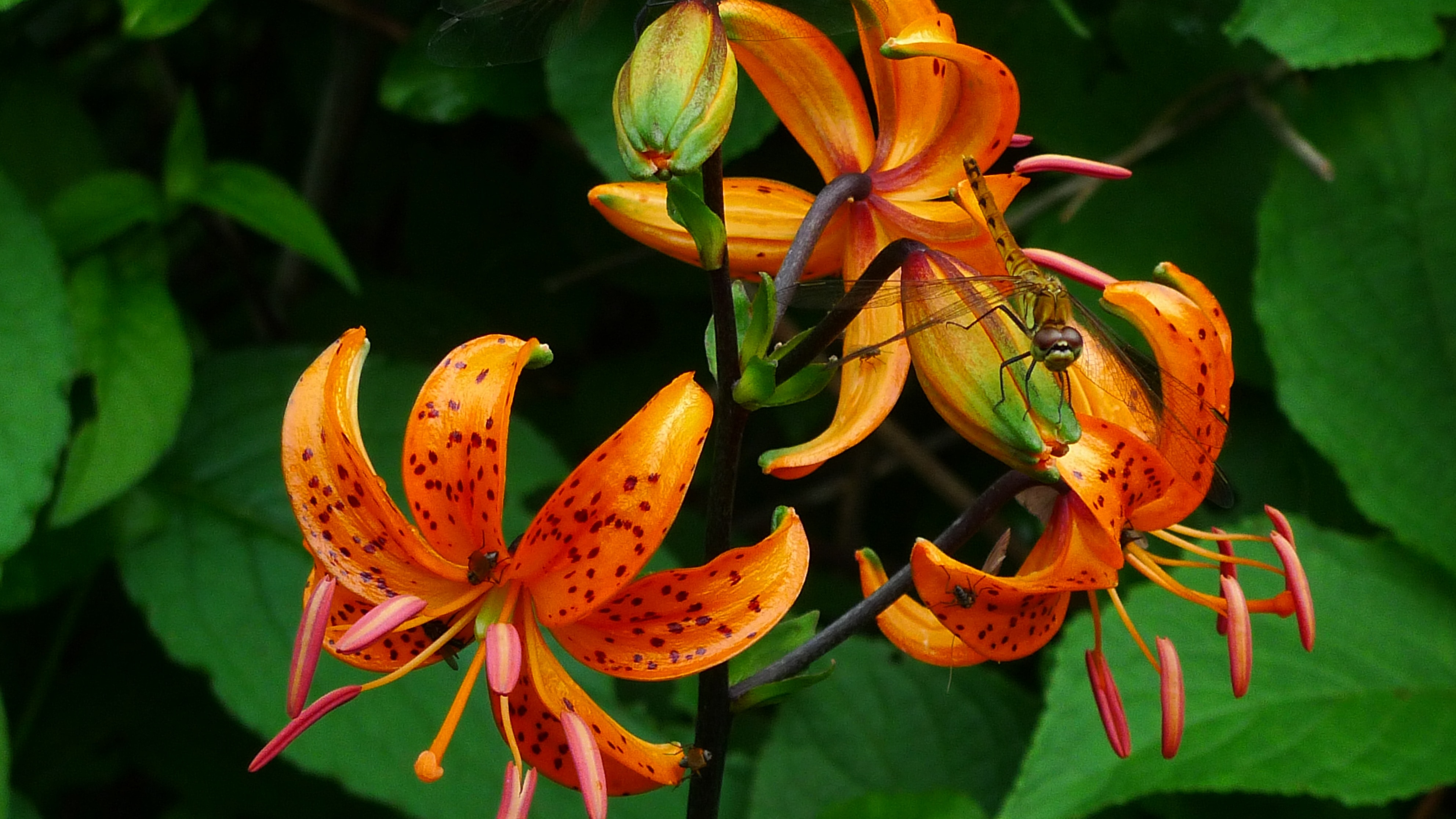 selective focus of orange petaled flower