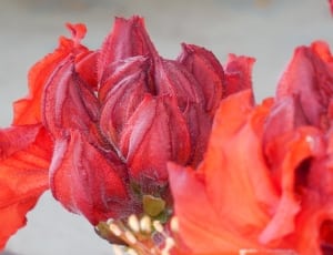 red and orange petaled flower thumbnail