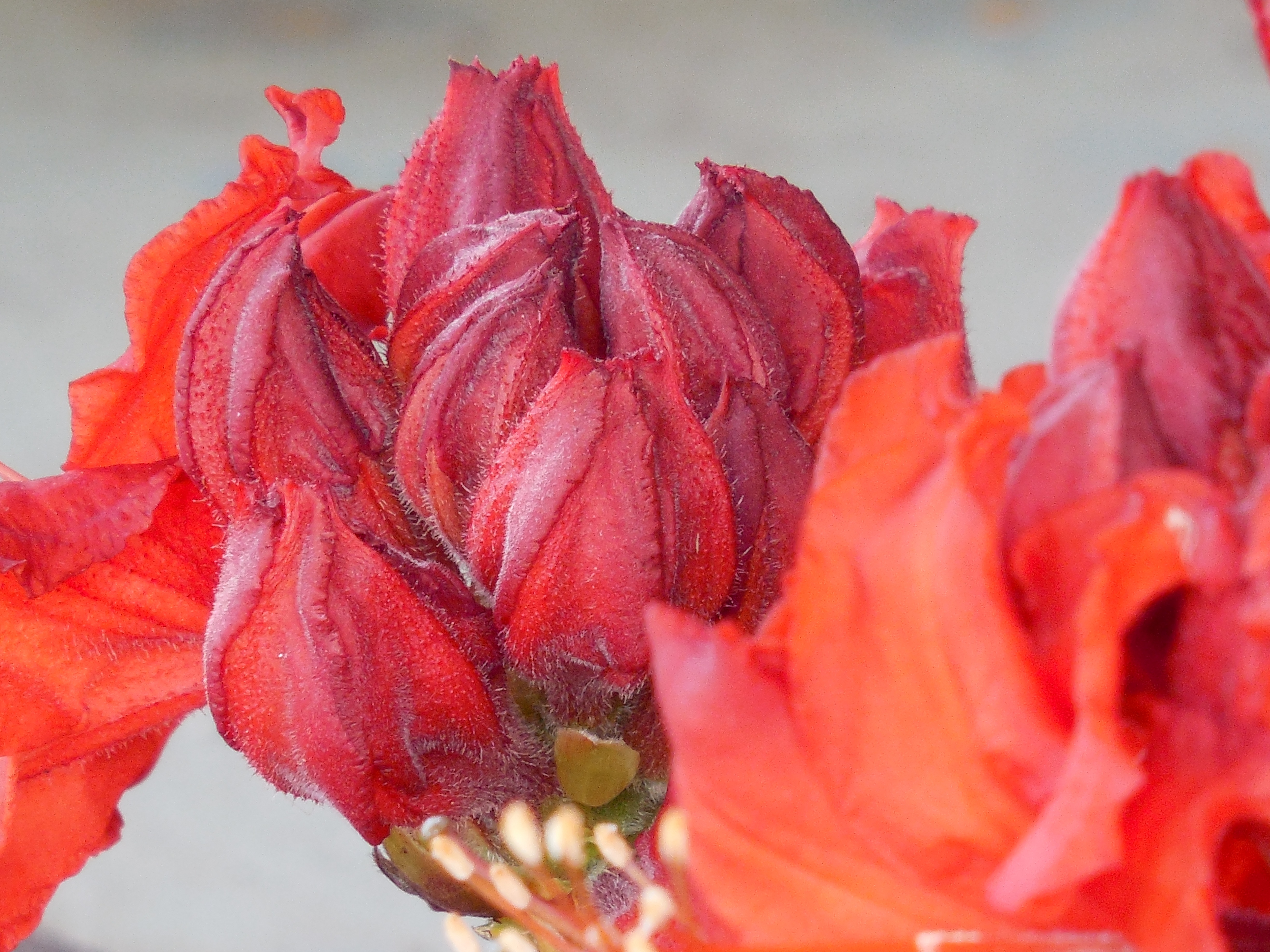 red and orange petaled flower