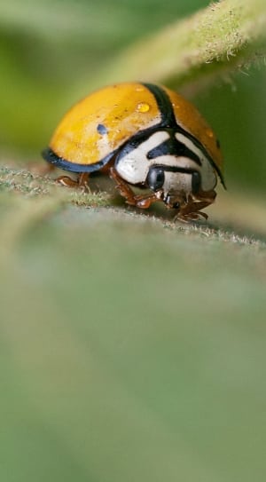 yellow and black ladybug thumbnail