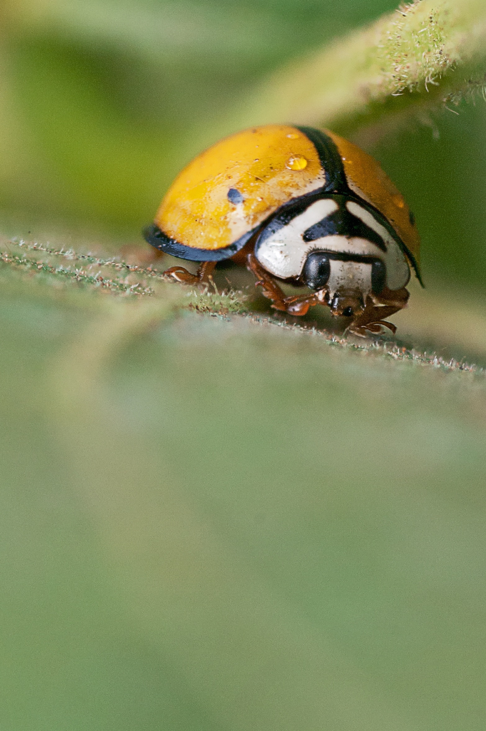 yellow and black ladybug