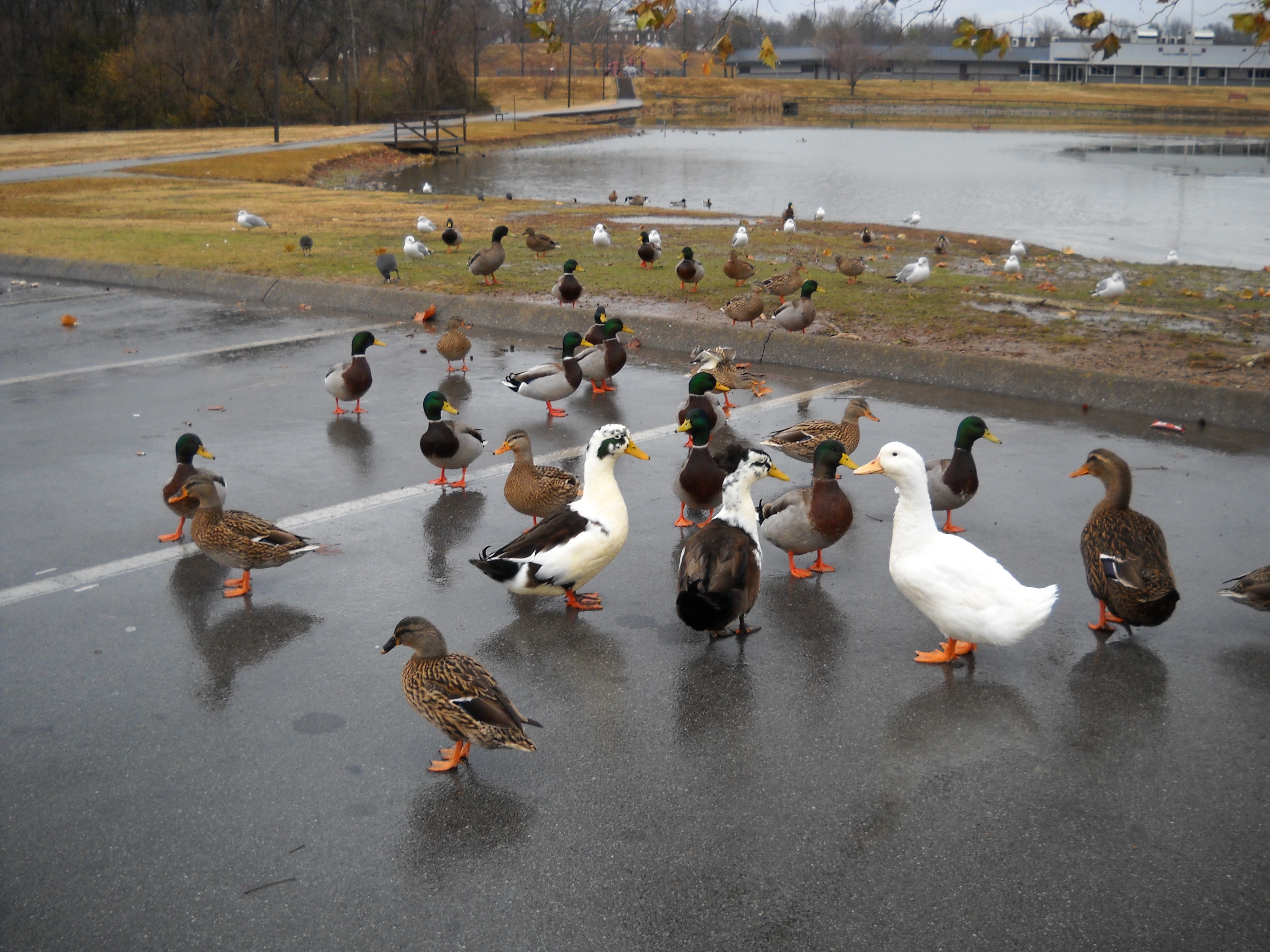 assorted ducks
