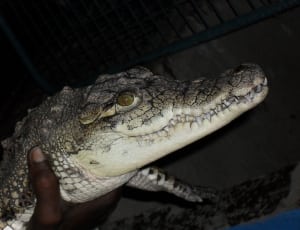 black and white crocodile thumbnail