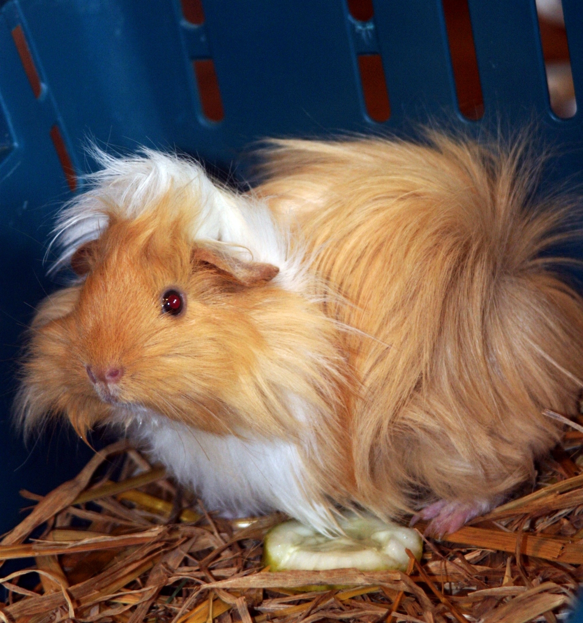 brown and white long sleeve guinea pig