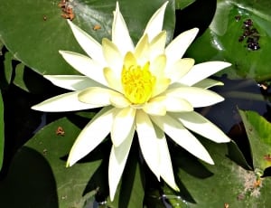 yellow and white water lily thumbnail