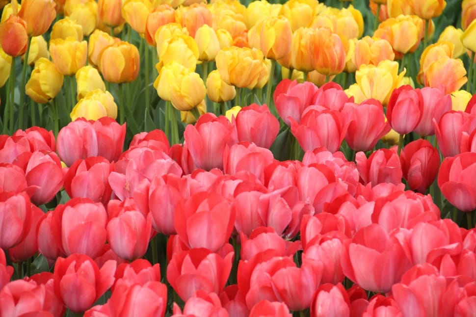 yellow and pink tulip lot preview