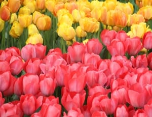 yellow and pink tulip lot thumbnail