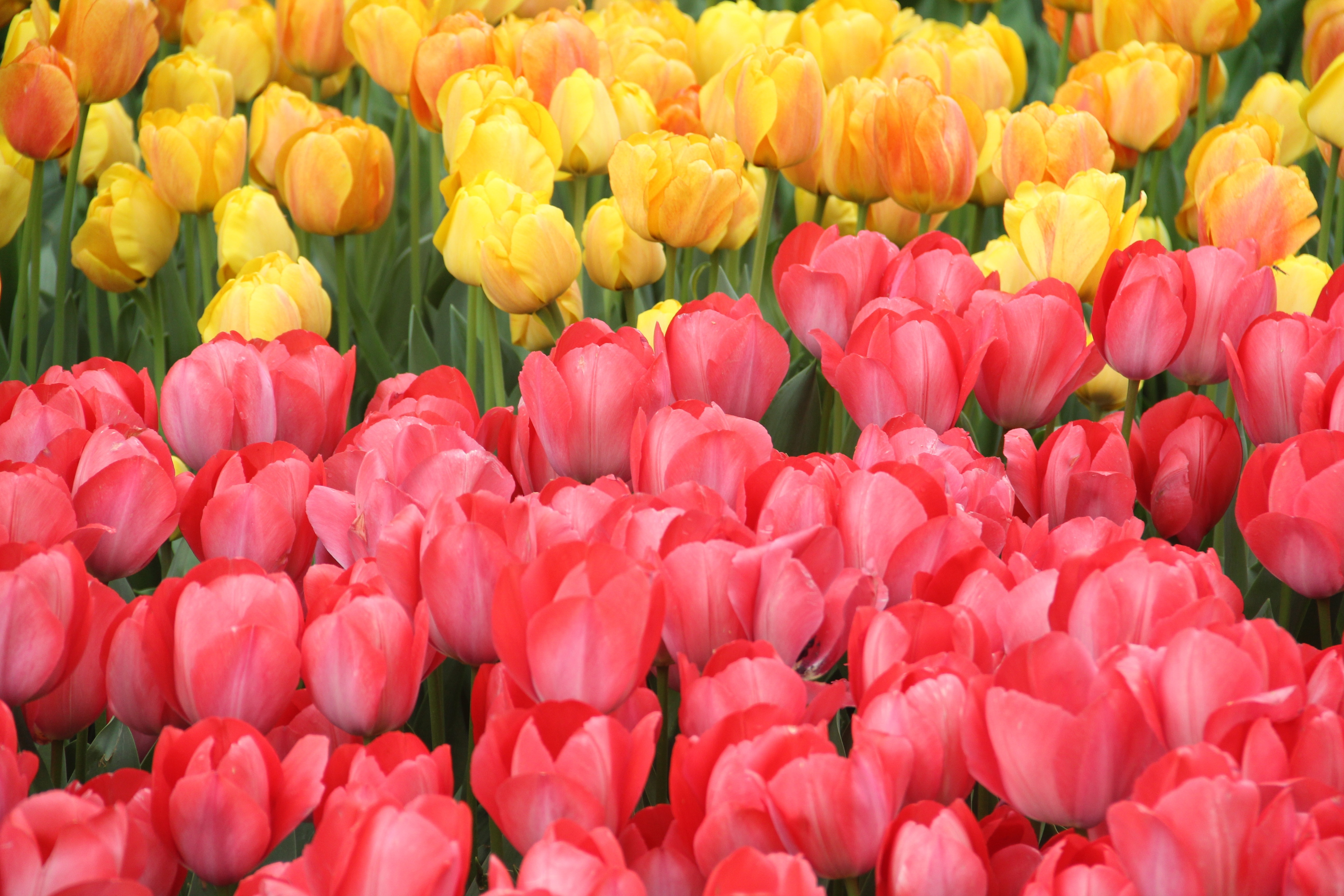 yellow and pink tulip lot