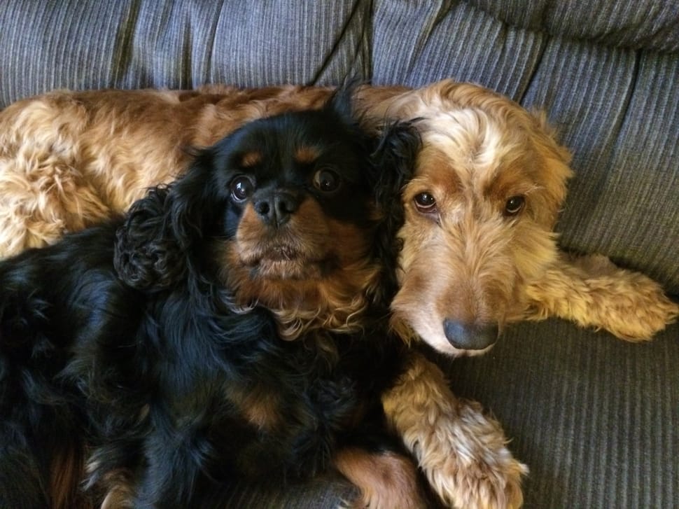 black and tan cavalier king charles spaniel and tan american cocker spaniel preview
