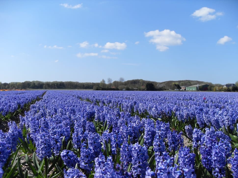 purple lavender field preview