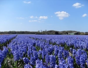 purple lavender field thumbnail