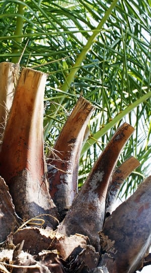 brown coconut tree thumbnail
