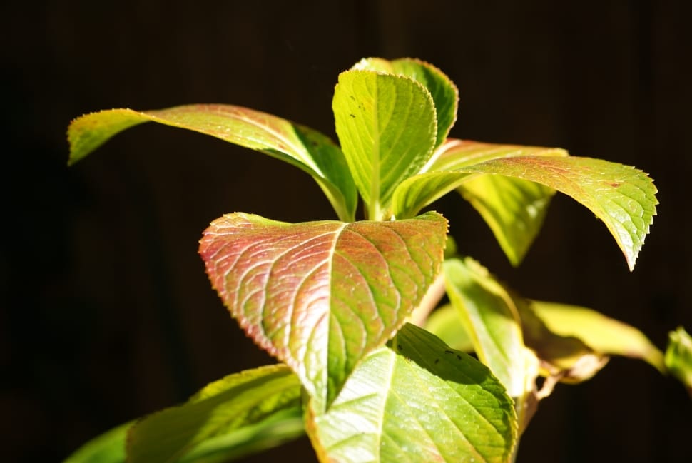 shallow focus photography of green leaf plant preview