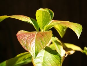 shallow focus photography of green leaf plant thumbnail