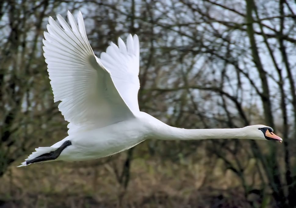 mute swan preview